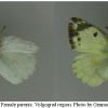 colias alfacariensis parentfem volg